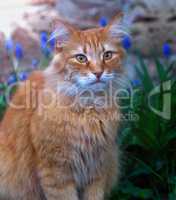 big red fluffy cat sitting on the street