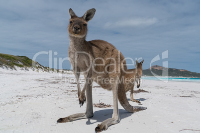 Kängurus im Cape Le Grand National Park, Western Australia