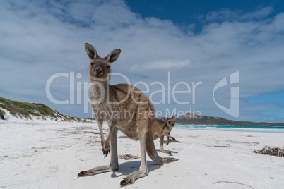 Kängurus im Cape Le Grand National Park, Western Australia