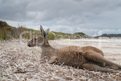 Kängurus im Cape Le Grand National Park, Western Australia