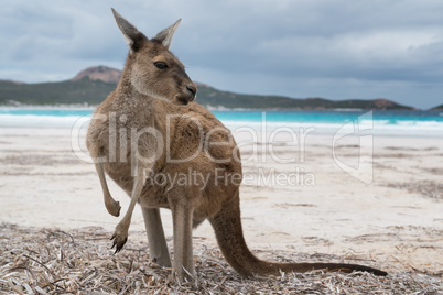 Kängurus im Cape Le Grand National Park, Western Australia