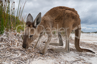 Kängurus im Cape Le Grand National Park, Western Australia