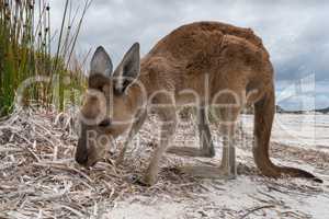 Kängurus im Cape Le Grand National Park, Western Australia