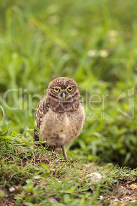 Adult Burrowing owl Athene cunicularia perched outside its burro