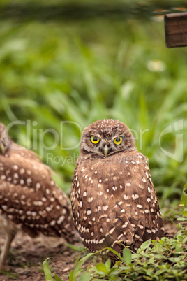 Adult Burrowing owl Athene cunicularia perched outside its burro