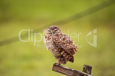 Adult Burrowing owl Athene cunicularia perched outside its burro