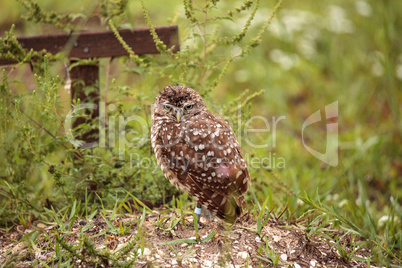 Adult Burrowing owl Athene cunicularia perched outside its burro