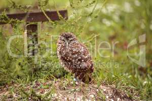 Adult Burrowing owl Athene cunicularia perched outside its burro