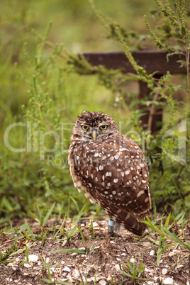 Adult Burrowing owl Athene cunicularia perched outside its burro