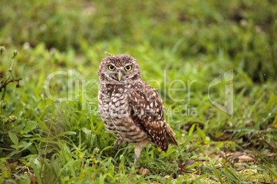 Adult Burrowing owl Athene cunicularia perched outside its burro