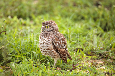 Adult Burrowing owl Athene cunicularia perched outside its burro