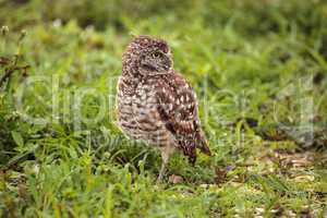 Adult Burrowing owl Athene cunicularia perched outside its burro