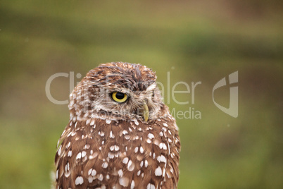 Adult Burrowing owl Athene cunicularia perched outside its burro