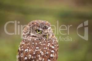 Adult Burrowing owl Athene cunicularia perched outside its burro