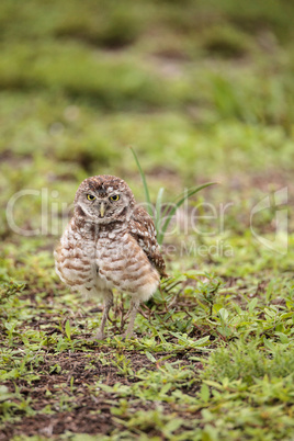 Adult Burrowing owl Athene cunicularia perched outside its burro