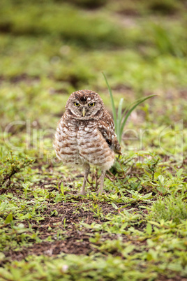 Adult Burrowing owl Athene cunicularia perched outside its burro