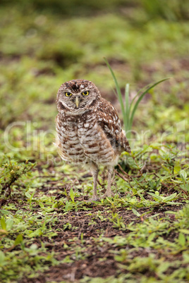 Adult Burrowing owl Athene cunicularia perched outside its burro