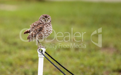 Adult Burrowing owl Athene cunicularia perched outside its burro