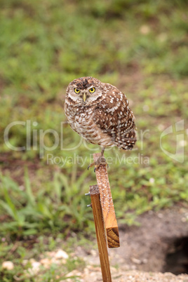 Adult Burrowing owl Athene cunicularia perched outside its burro