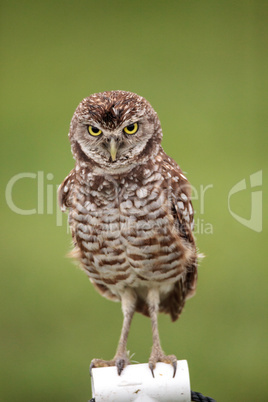 Adult Burrowing owl Athene cunicularia perched outside its burro