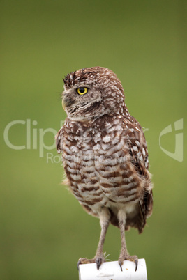 Adult Burrowing owl Athene cunicularia perched outside its burro