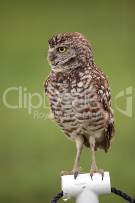 Adult Burrowing owl Athene cunicularia perched outside its burro