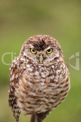 Adult Burrowing owl Athene cunicularia perched outside its burro