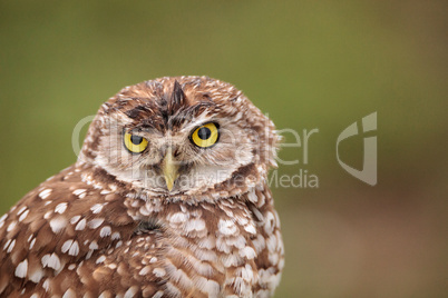 Adult Burrowing owl Athene cunicularia perched outside its burro