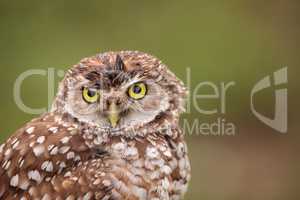 Adult Burrowing owl Athene cunicularia perched outside its burro