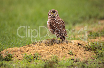 Adult Burrowing owl Athene cunicularia perched outside its burro