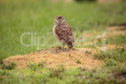 Adult Burrowing owl Athene cunicularia perched outside its burro