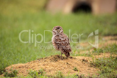 Adult Burrowing owl Athene cunicularia perched outside its burro