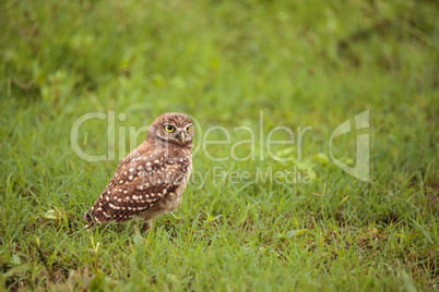 Adult Burrowing owl Athene cunicularia perched outside its burro