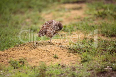 Adult Burrowing owl Athene cunicularia perched outside its burro