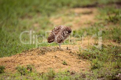 Adult Burrowing owl Athene cunicularia perched outside its burro