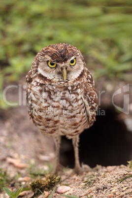 Adult Burrowing owl Athene cunicularia perched outside its burro