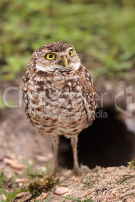 Adult Burrowing owl Athene cunicularia perched outside its burro