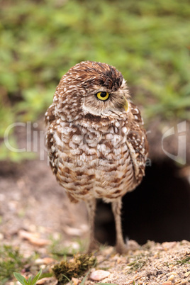 Adult Burrowing owl Athene cunicularia perched outside its burro