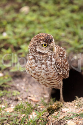 Adult Burrowing owl Athene cunicularia perched outside its burro