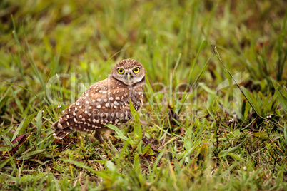 Adult Burrowing owl Athene cunicularia perched outside its burro