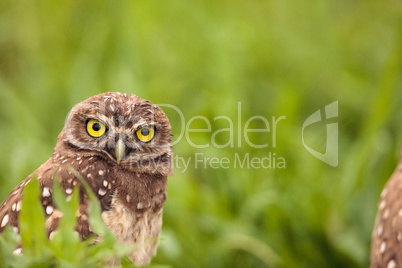 Adult Burrowing owl Athene cunicularia perched outside its burro