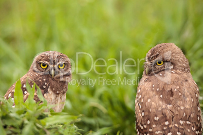 Adult Burrowing owl Athene cunicularia perched outside its burro