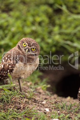 Adult Burrowing owl Athene cunicularia perched outside its burro