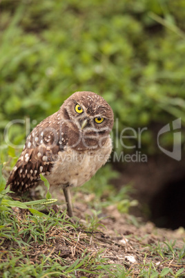 Adult Burrowing owl Athene cunicularia perched outside its burro