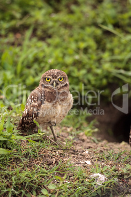 Adult Burrowing owl Athene cunicularia perched outside its burro