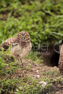 Adult Burrowing owl Athene cunicularia perched outside its burro