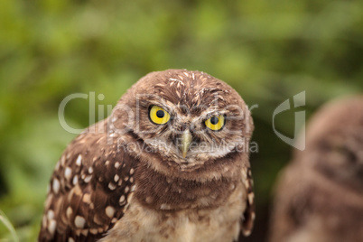 Adult Burrowing owl Athene cunicularia perched outside its burro