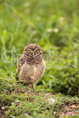 Adult Burrowing owl Athene cunicularia perched outside its burro