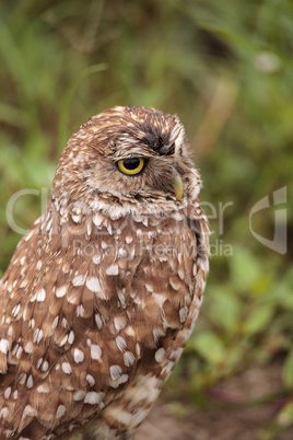 Adult Burrowing owl Athene cunicularia perched outside its burro