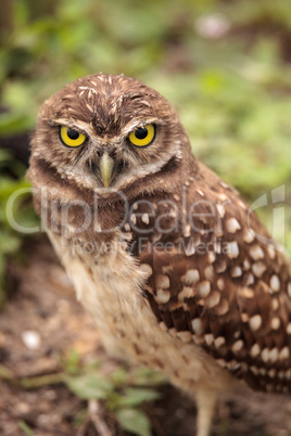 Adult Burrowing owl Athene cunicularia perched outside its burro